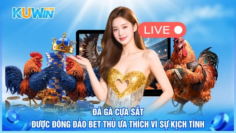 Đá gà cựa sắt được đông đảo bet thủ ưa thích vì sự kịch tính
